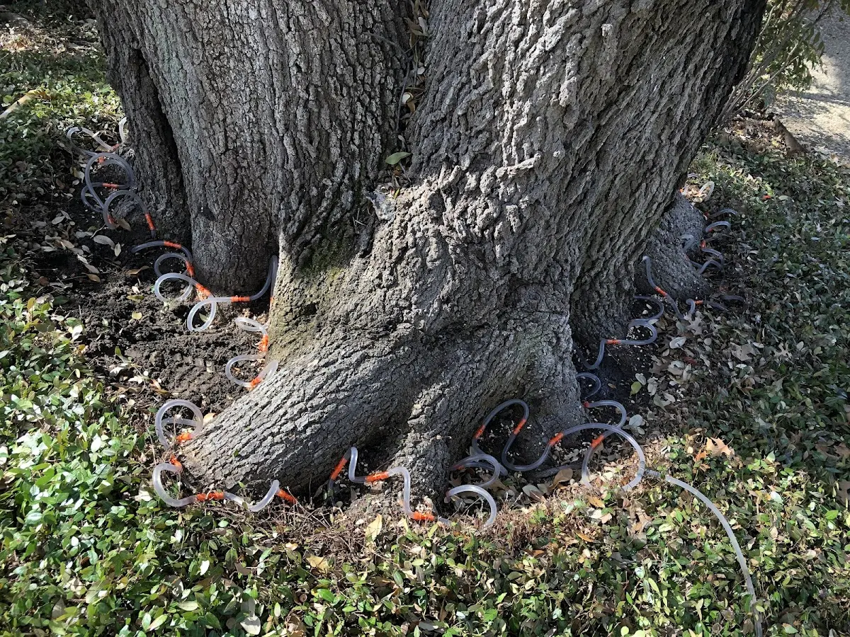 Detailed Tree Cabling and Bracing job site in Lester Prairie