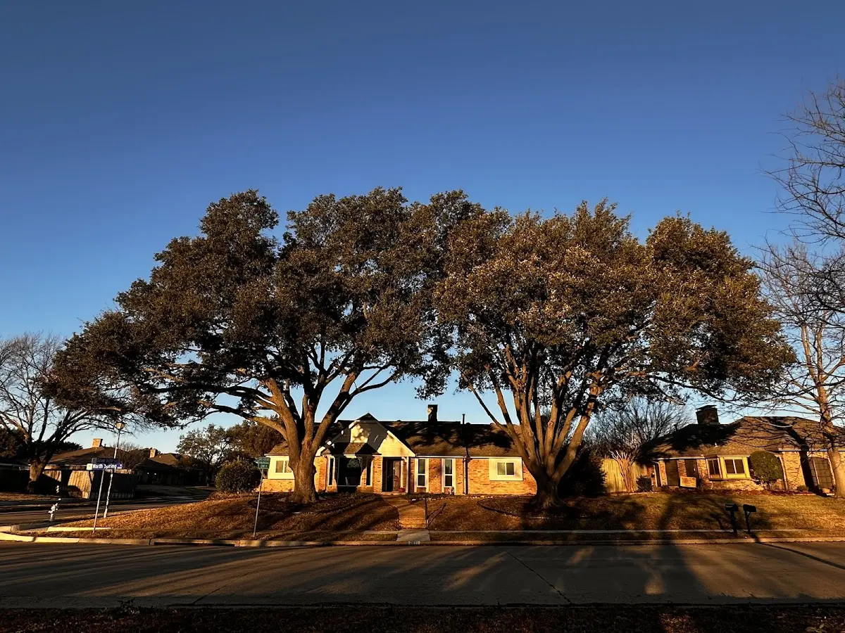Established residential canopy tree shading a home in Lester Prairie